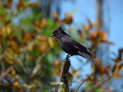 Knipolegus lophotes