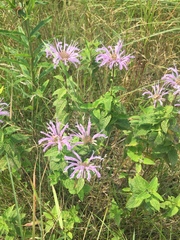 Monarda fistulosa