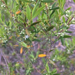 Styphelia mutica