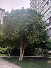 Osmanthus fragrans