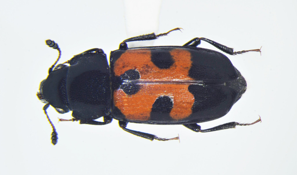 Glischrochilus moratus