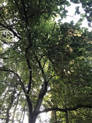 Aesculus hippocastanum