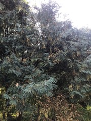 Thuja occidentalis