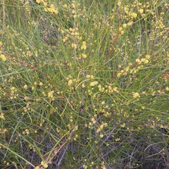 Acacia granitica