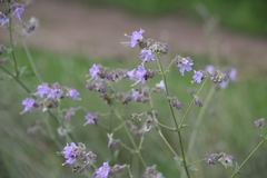 Mirabilis hirsuta