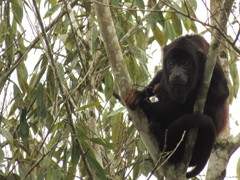 Alouatta discolor