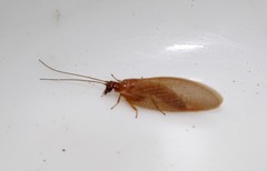 Hemerobius nitidulus