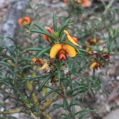 Mirbelia pungens