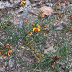 Mirbelia pungens