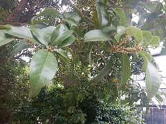 Osmanthus fragrans