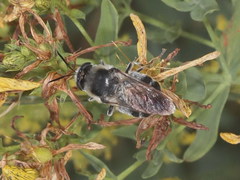 Stratiomys longicornis