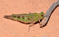 Chortoicetes terminifera