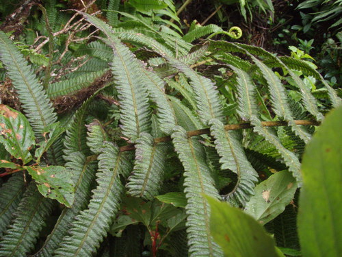 Hoiokula sandwicensis