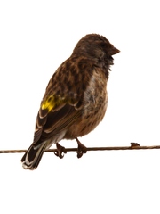 Crithagra atrogularis