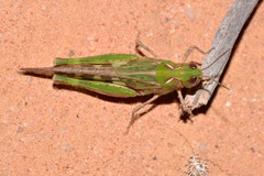 Chortoicetes terminifera