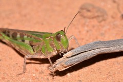 Chortoicetes terminifera