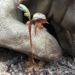 Pterostylis rufa