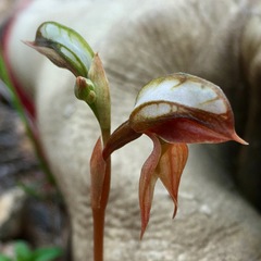 Pterostylis rufa