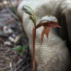 Pterostylis rufa