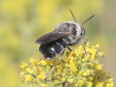 Stratiomys longicornis