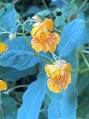 Impatiens capensis