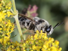 Stratiomys longicornis