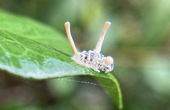 Ophiocordyceps dipterigena