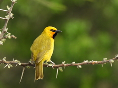 Spectacled Weaver photo 3