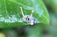 Ophiocordyceps dipterigena