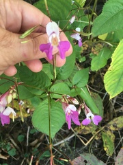 Impatiens balfourii