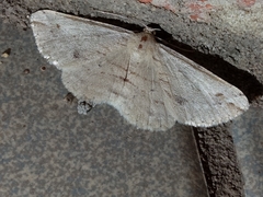 Scioglyptis lithenopa