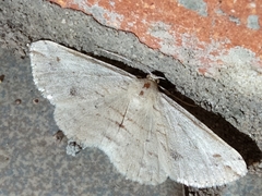 Scioglyptis lithenopa