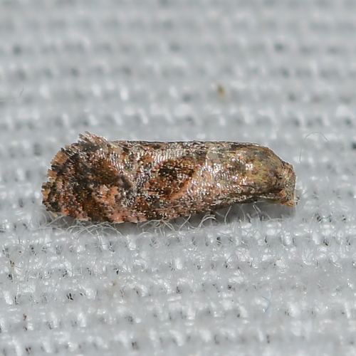 Rolandylis fusca