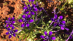 Lapeirousia oreogena