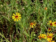 Helenium elegans