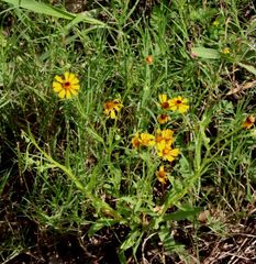 Helenium elegans