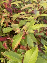 Cinchonoideae