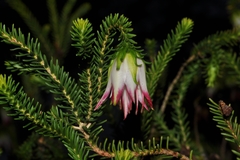 Darwinia meeboldii