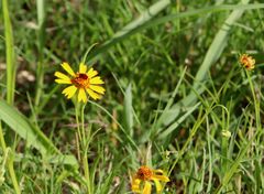 Helenium elegans