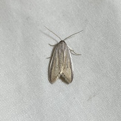 Prionopterina grammatistis