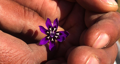 Lapeirousia oreogena