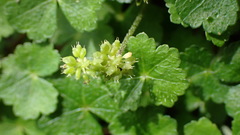 Hydrocotyle setulosa