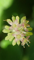 Hydrocotyle setulosa