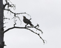 Turdus eunomus