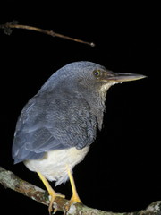 Zebrilus undulatus