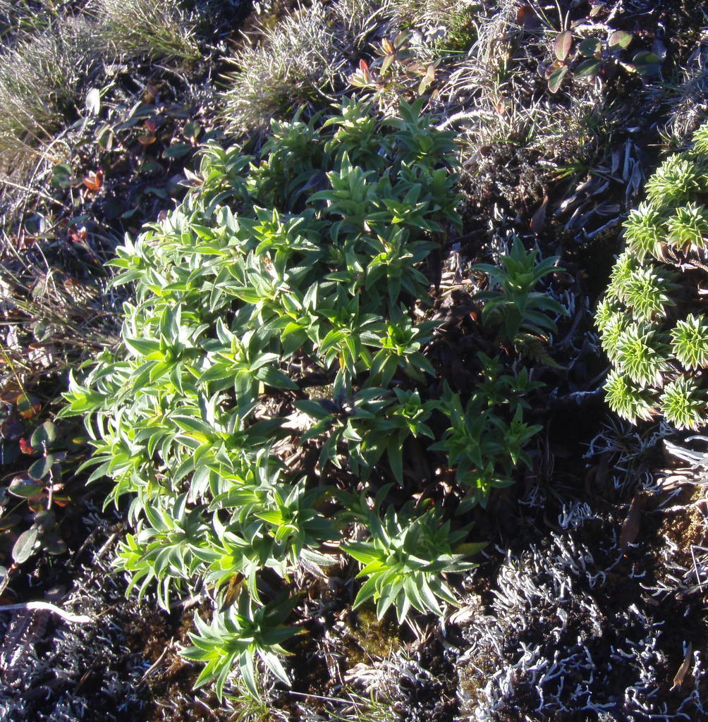 Dubautia imbricata × waialeale