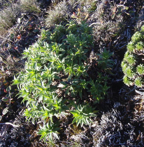 Dubautia imbricata × waialeale