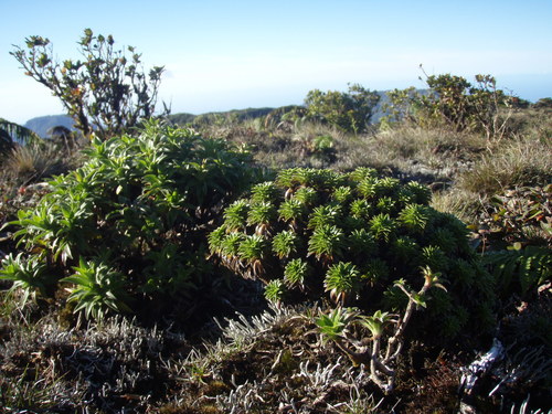 Dubautia imbricata × waialeale