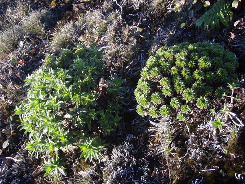 Dubautia imbricata × waialeale