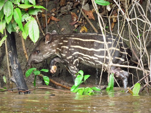 South American Tapir, photo 9 of 10